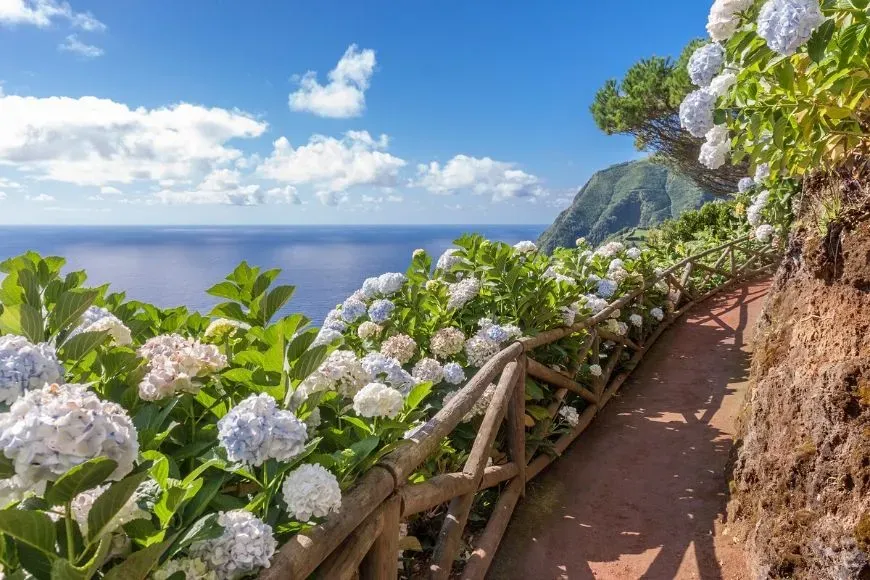 hydrangeas coastal path Sao Miguel, Azores Islands.